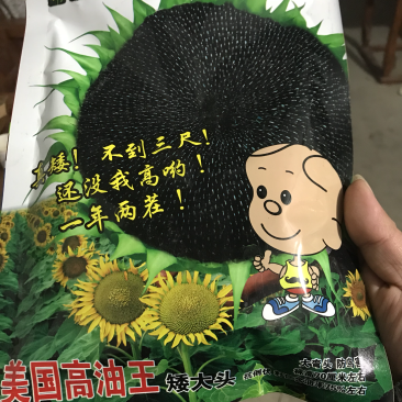 美国高油王矮大头油葵种子高产抗病抗倒伏抗鸟害新品种