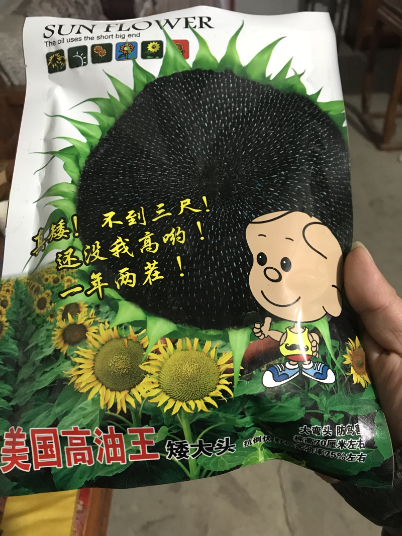 美国高油王矮大头油葵种子高产抗病抗倒伏抗鸟害新品种