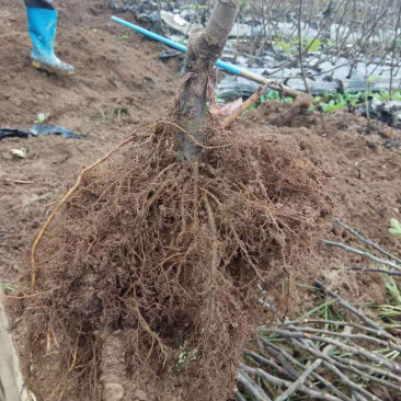 波姬红无花果苗一公分起步，根系旺盛，成活率高。粗壮。南北