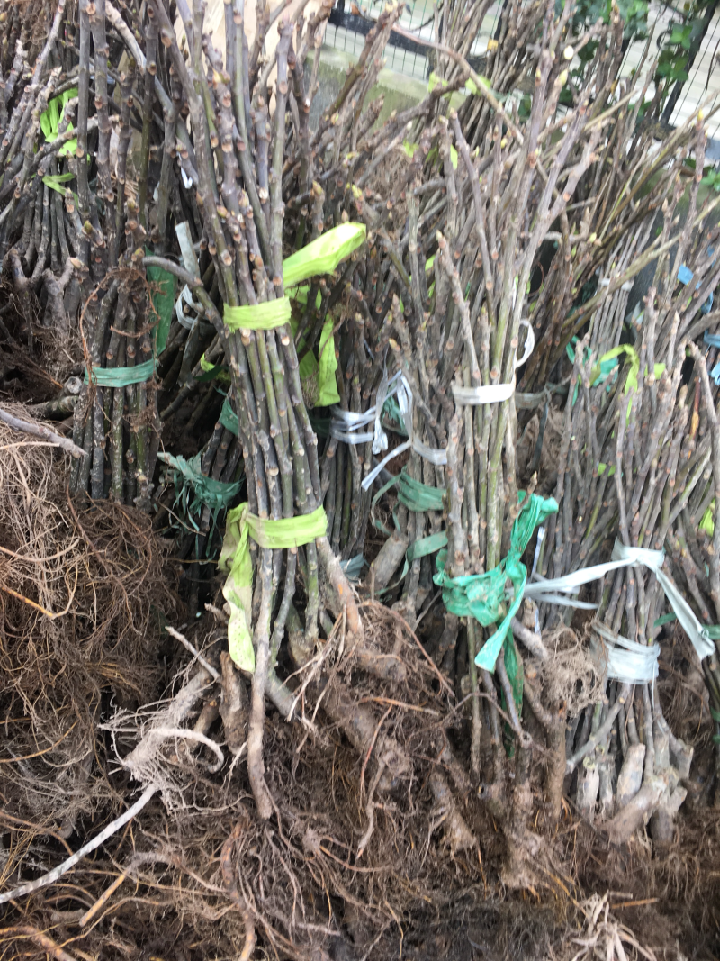 波姬红无花果苗一公分起步，根系旺盛，成活率高。粗壮。南北