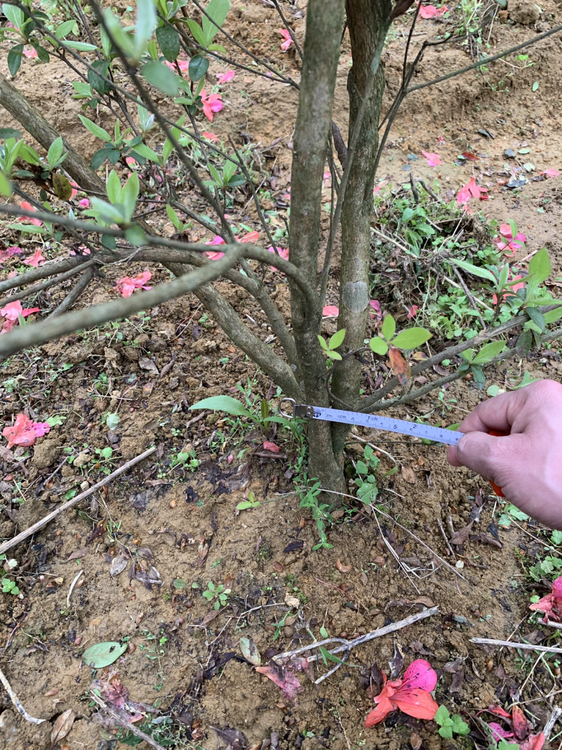 映山红（自家苗圃场培育）