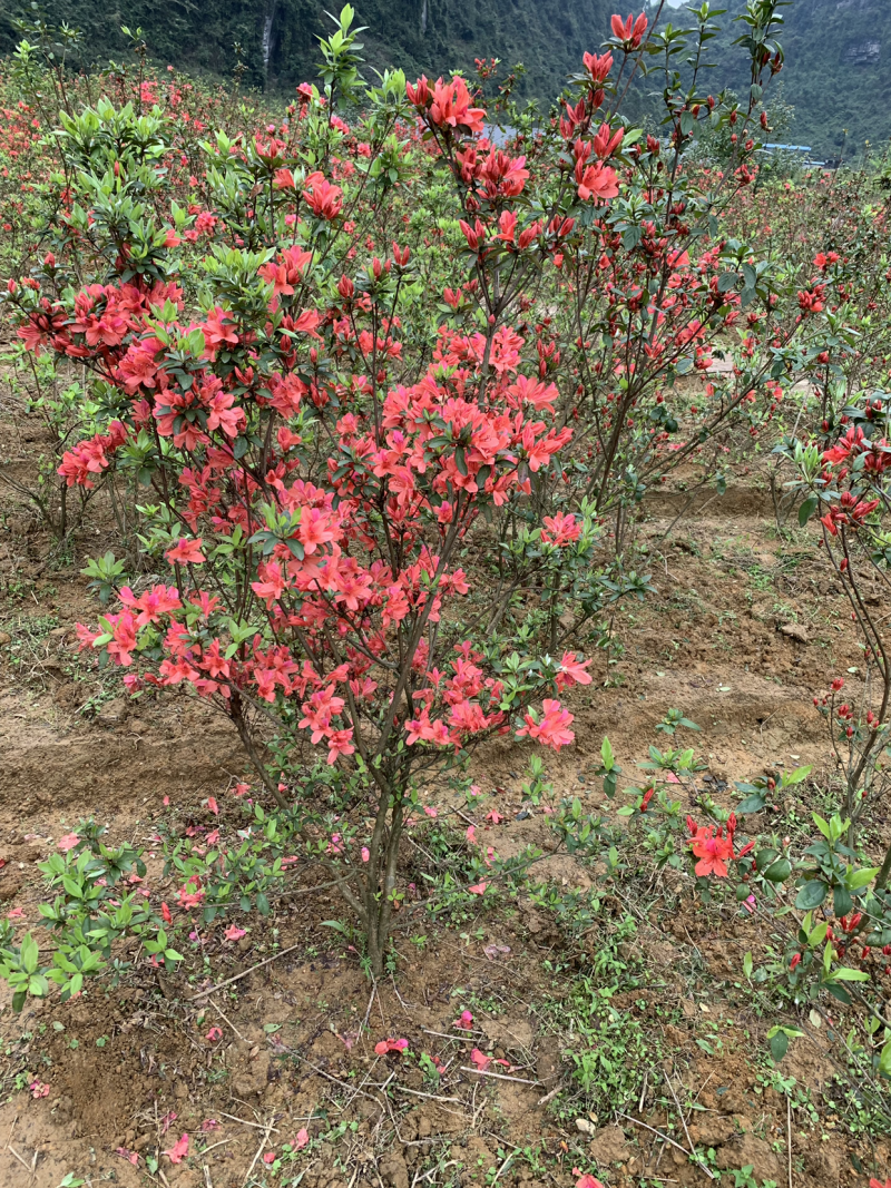 映山红（自家苗圃场培育）