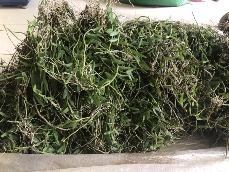 广西野生金钗石斛美花石斛小黄草