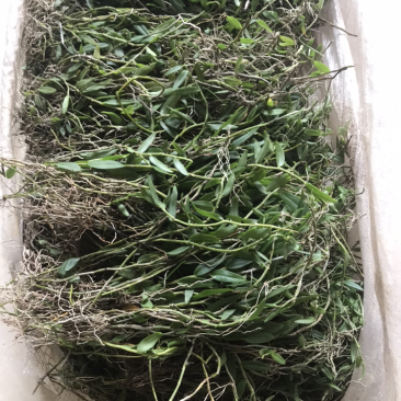 广西野生金钗石斛美花石斛小黄草