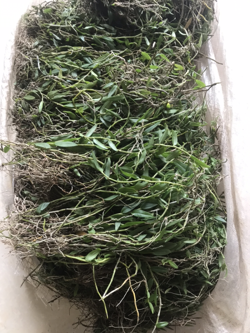 广西野生金钗石斛美花石斛小黄草