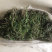 广西野生金钗石斛美花石斛小黄草