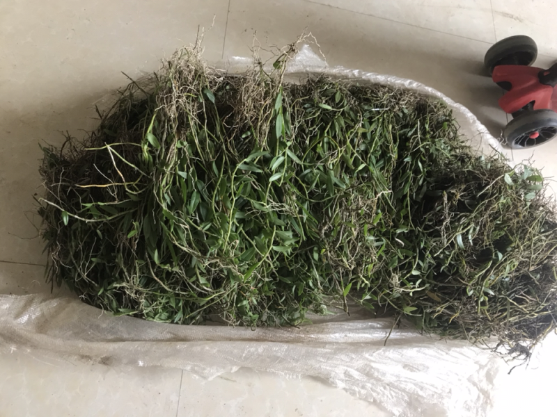 广西野生金钗石斛美花石斛小黄草