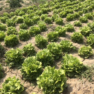 大量批发生菜