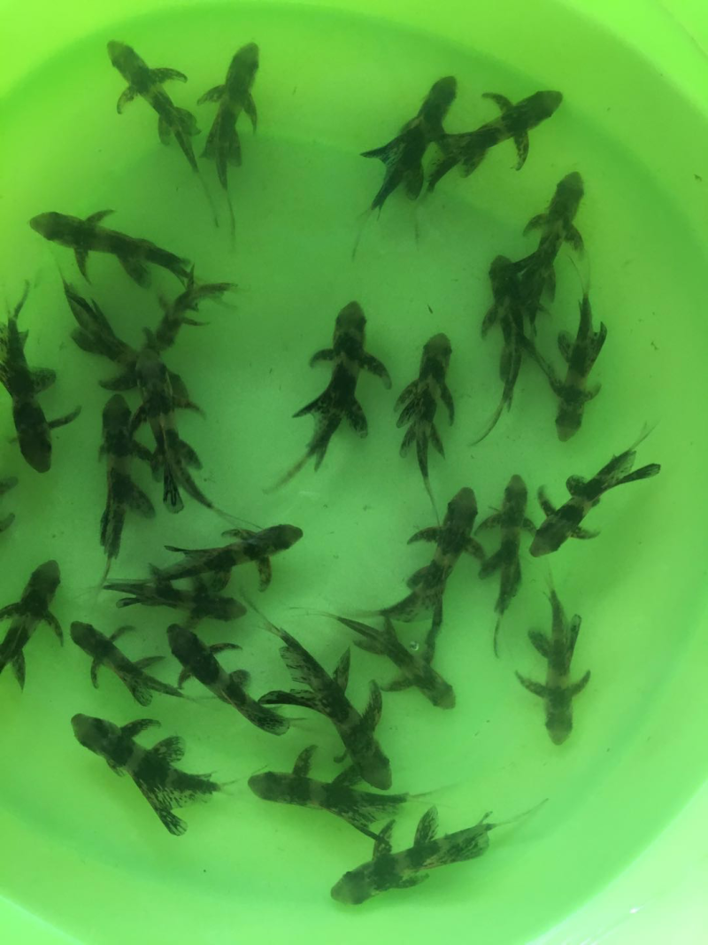 胭脂鱼苗/大口胭脂鱼苗/一帆风顺鱼苗/苗场直供