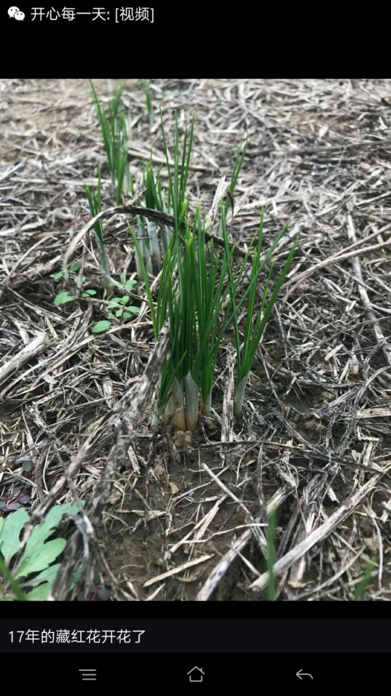 今年的种球现在可以预定了藏红花种球、有需要的尽快联系我