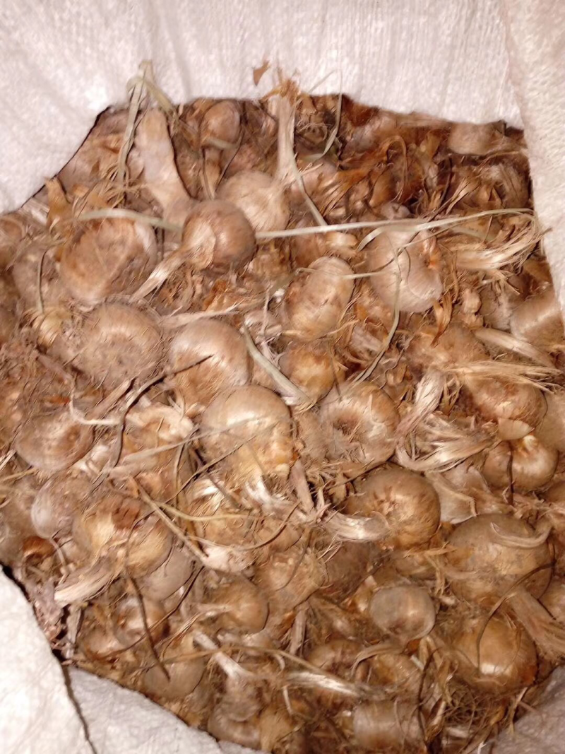 今年的种球现在可以预定了藏红花种球、有需要的尽快联系我