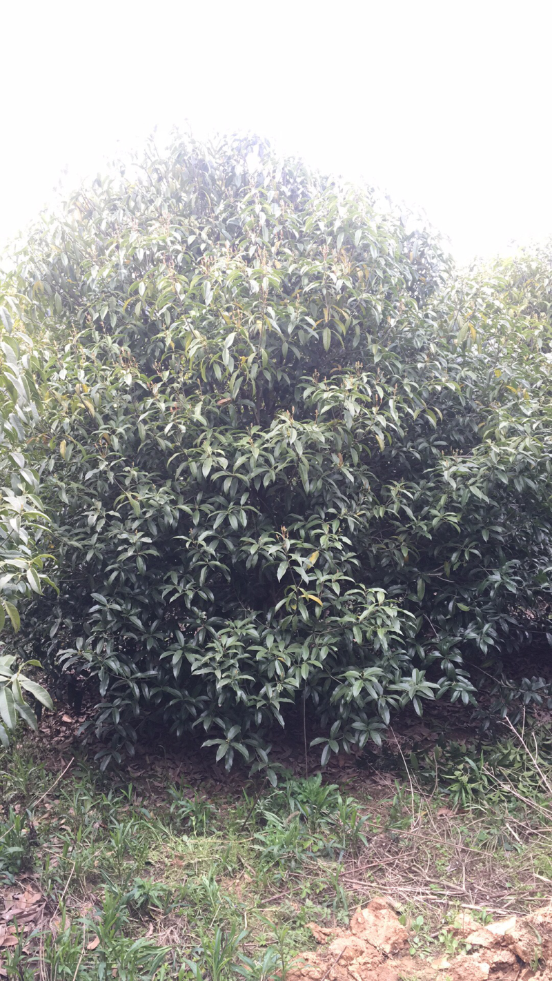 桂花4米