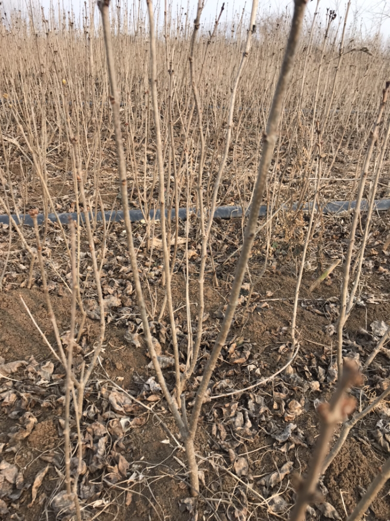丁香紫叶丁香
