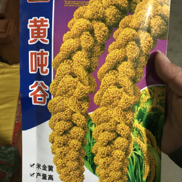 优选吨谷一号黄吨谷子种子小米种子米质金黄口感香糯