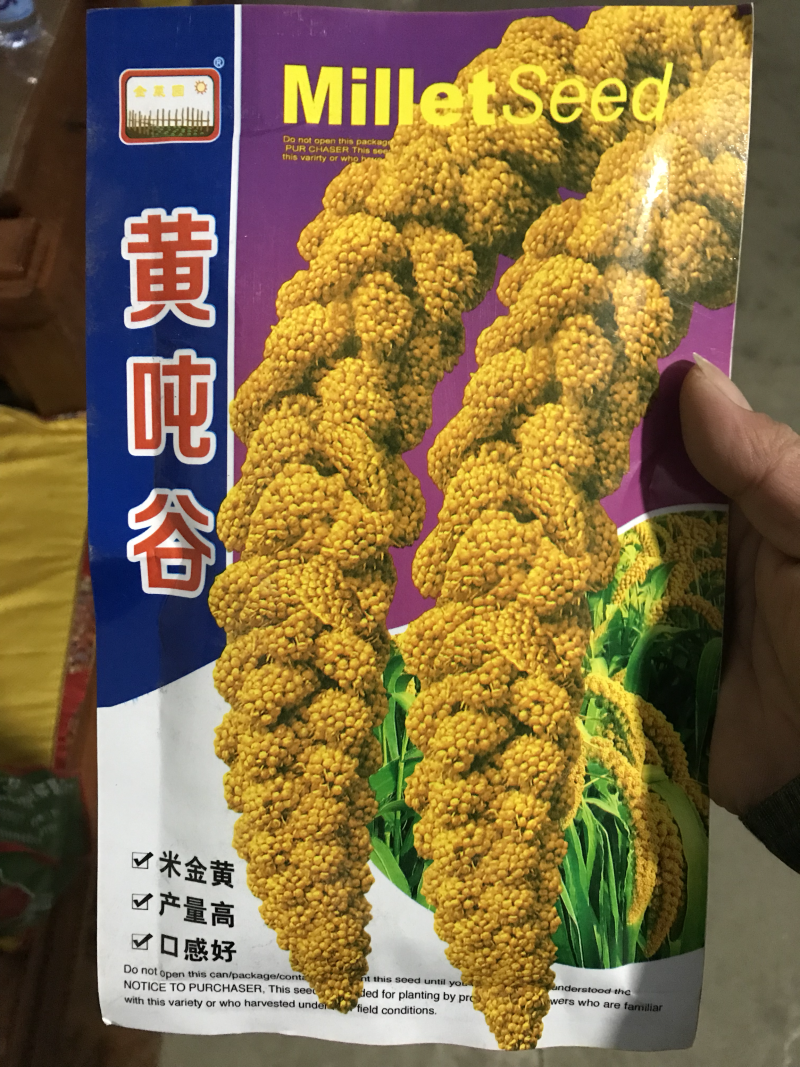 优选吨谷一号黄吨谷子种子小米种子米质金黄口感香糯