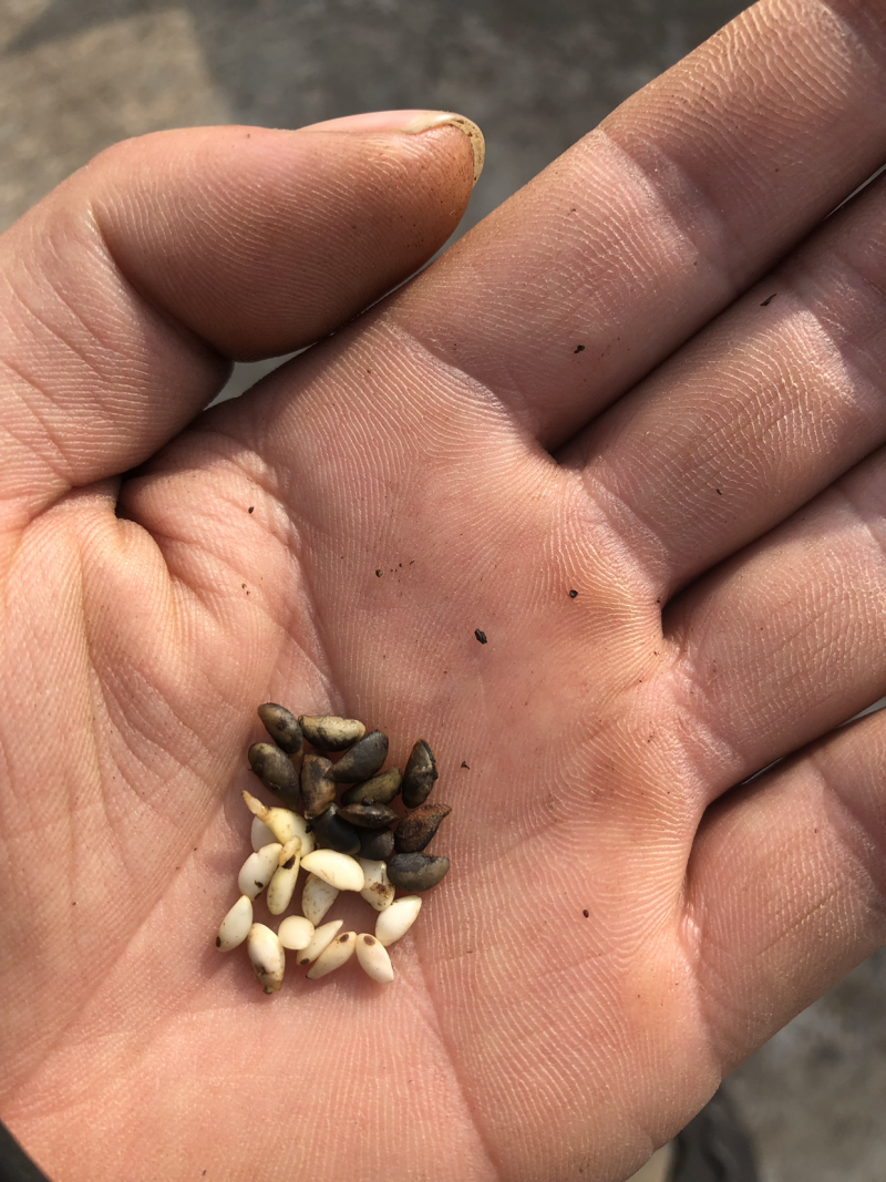 当年新黄柏种子。厚皮川黄柏种子，百年母树黄柏，颗粒饱满