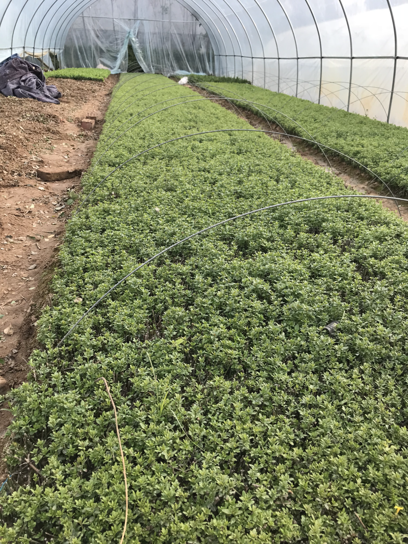 卫矛床苗绿化工程苗木基地直销四季常青小区