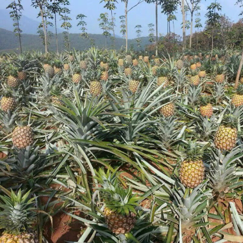 【现发】超甜新鲜大菠萝香水大菠萝手撕菠萝水果凤梨菠萝批发