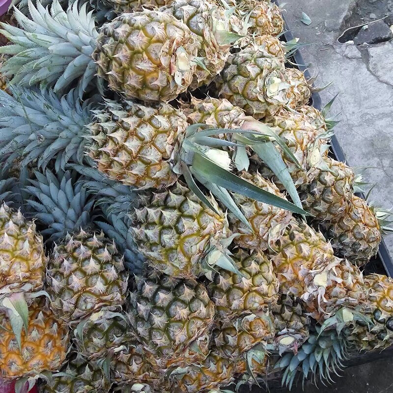 【现发】超甜新鲜大菠萝香水大菠萝手撕菠萝水果凤梨菠萝批发