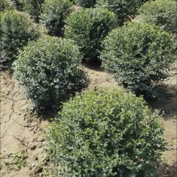 大量供应小叶女贞球