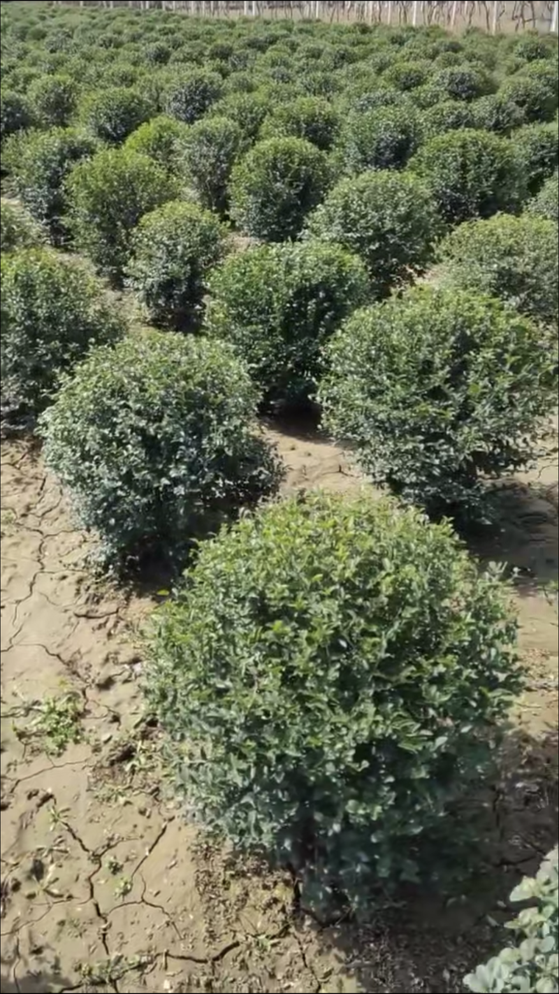 大量供应小叶女贞球