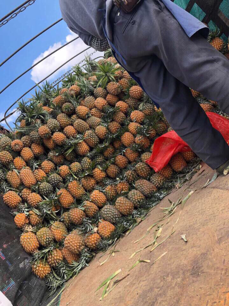 云南香水菠萝10斤整箱甜脆当季新鲜水果包邮带箱小菠萝