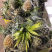云南香水菠萝10斤整箱甜脆当季新鲜水果包邮带箱小菠萝
