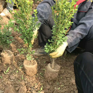 大量供应高山黄杨