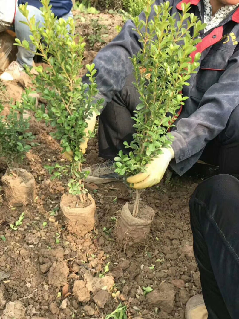 大量供应高山黄杨