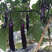 茄子苗，台湾紫红长茄嫁接苗，盆穴苗，苗场直供