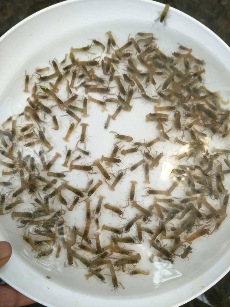 澳洲淡水龙虾、全国发货