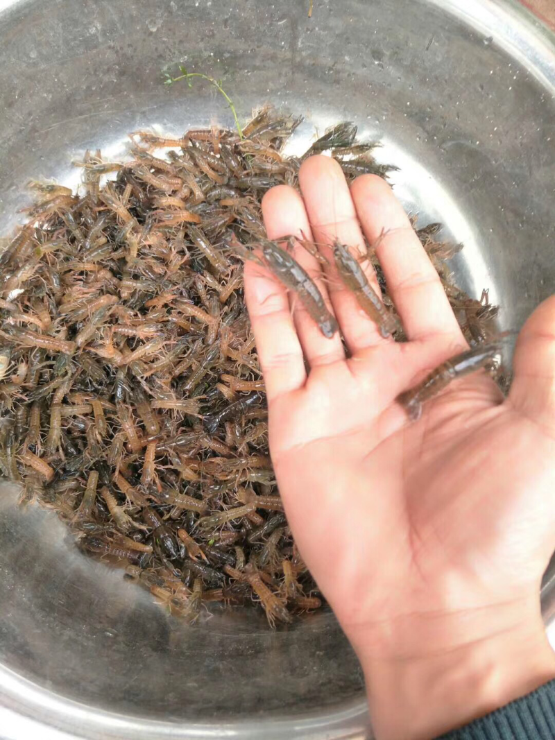 澳洲淡水龙虾、全国发货