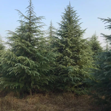 大量供应7米高雪松