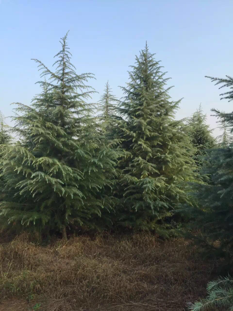 大量供应7米高雪松