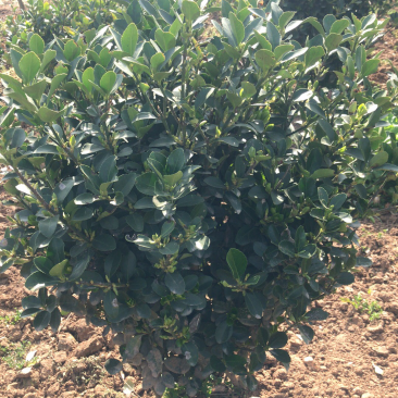 大量供应50的冬青球