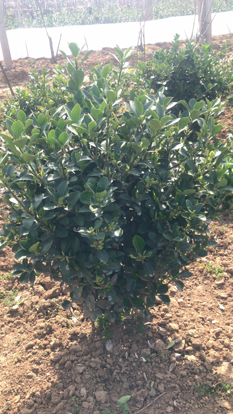 大量供应50的冬青球