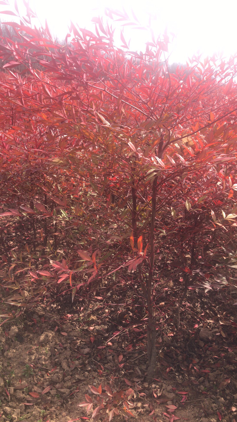 大量供应南天竹