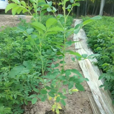 大量供应四季玫瑰