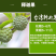 释迦果树苗释迦果苗嫁接凤梨释迦果苗
