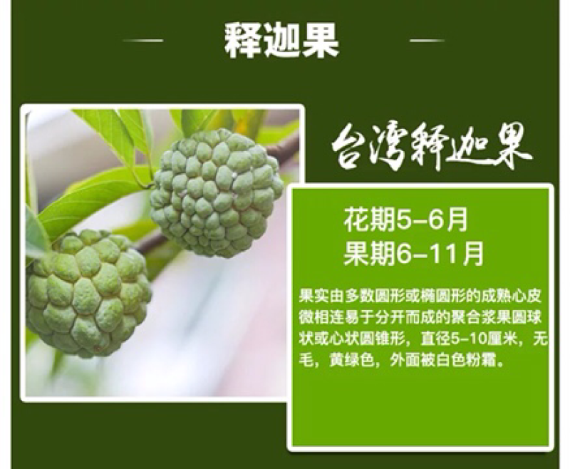 释迦果树苗释迦果苗嫁接凤梨释迦果苗