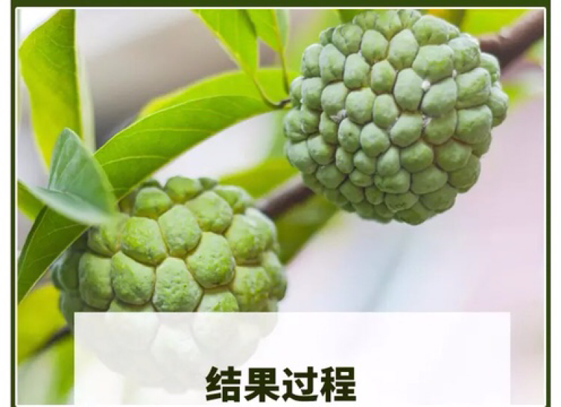 释迦果树苗释迦果苗嫁接凤梨释迦果苗
