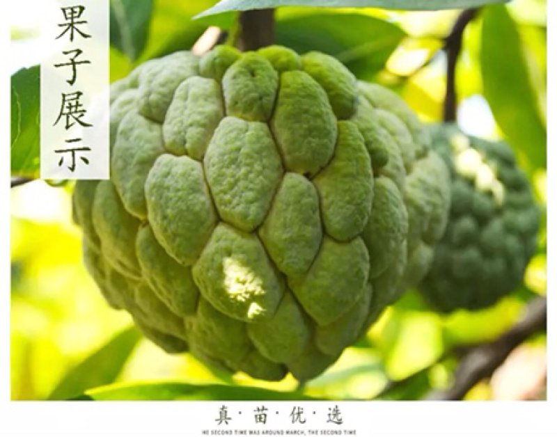 释迦果树苗释迦果苗嫁接凤梨释迦果苗