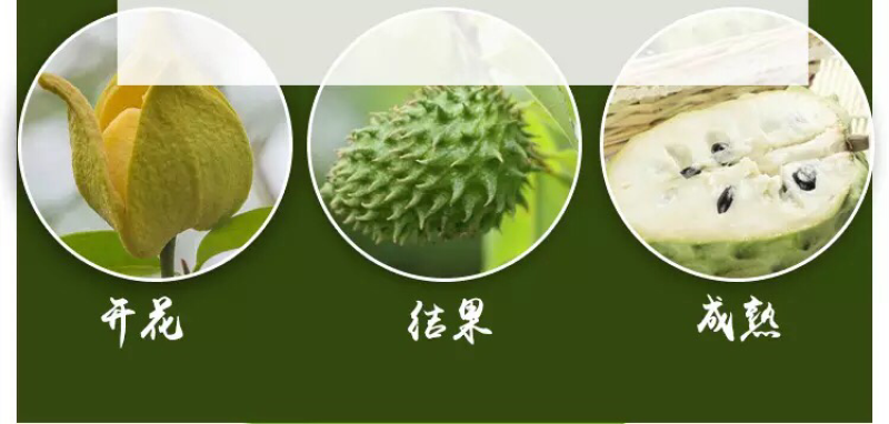 释迦果树苗释迦果苗嫁接凤梨释迦果苗
