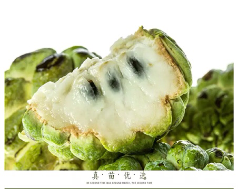 释迦果树苗释迦果苗嫁接凤梨释迦果苗