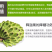 释迦果树苗释迦果苗嫁接凤梨释迦果苗