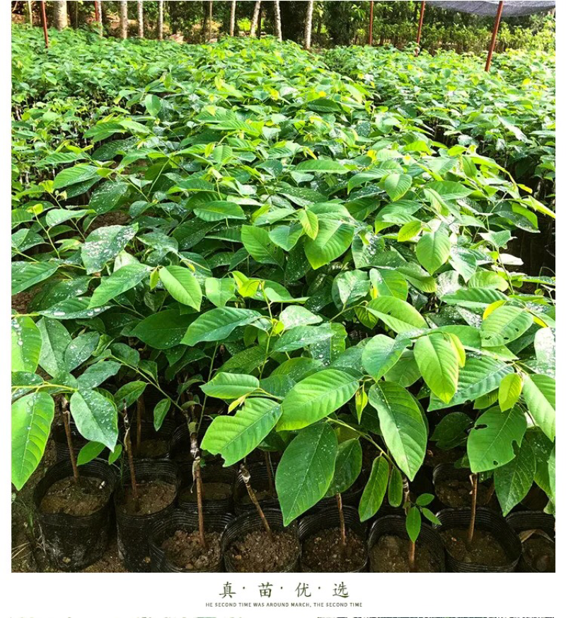 释迦果树苗释迦果苗嫁接凤梨释迦果苗