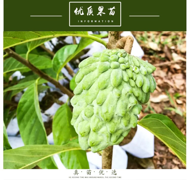 释迦果树苗释迦果苗嫁接凤梨释迦果苗