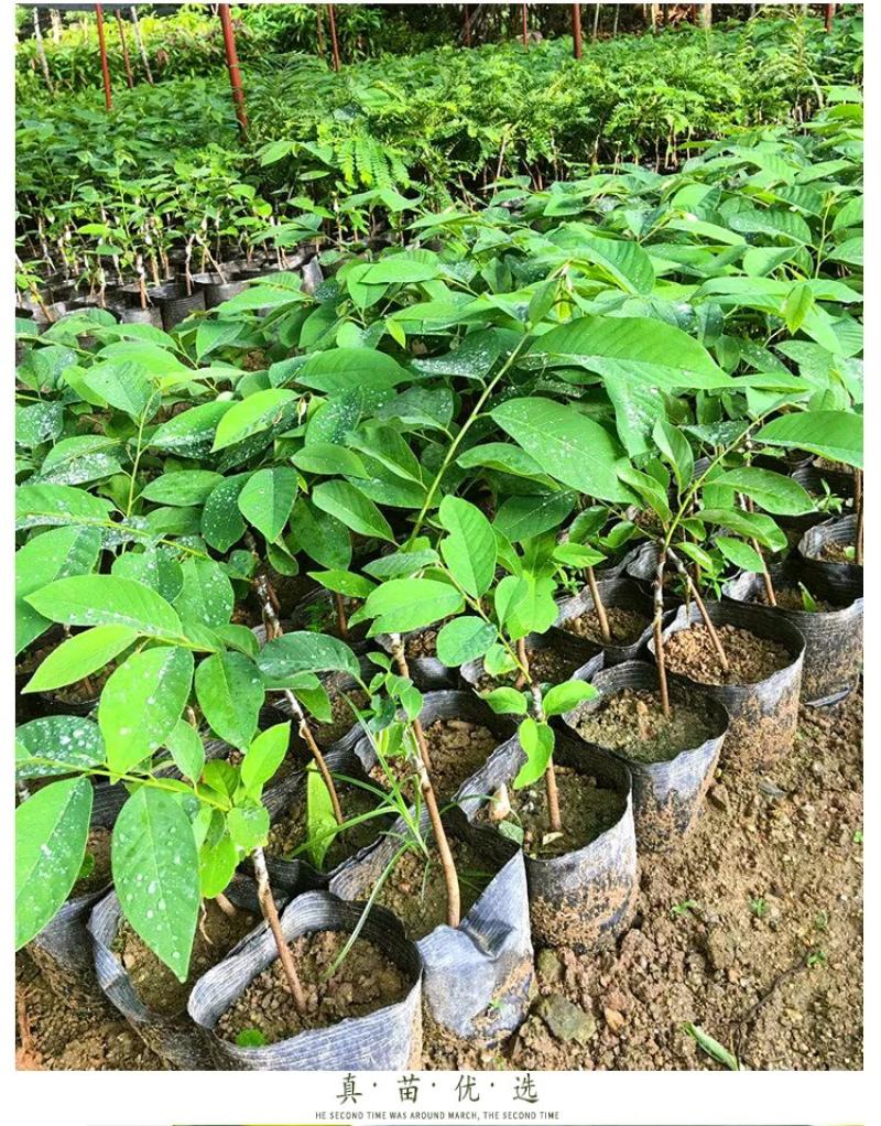 释迦果树苗释迦果苗嫁接凤梨释迦果苗