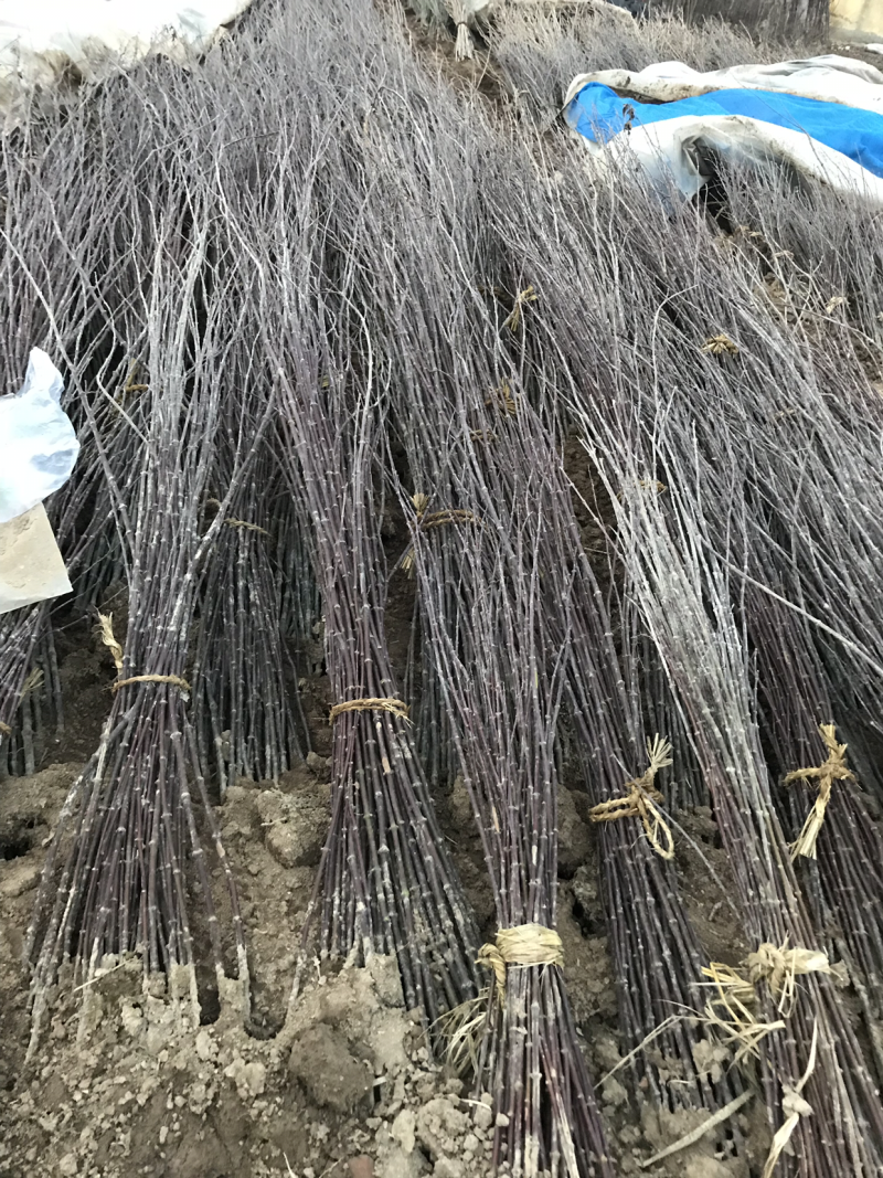 红枫，规格齐全