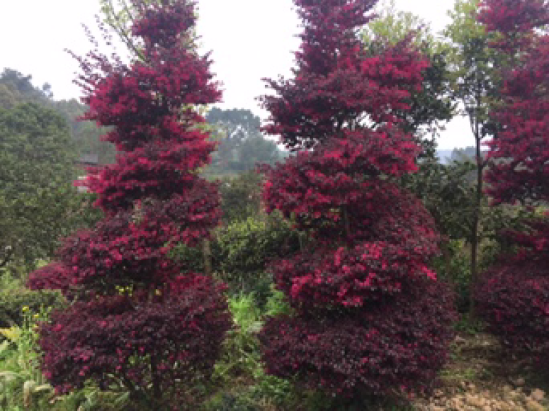 红花继木球（球形80cm至150cm、小苗均有货）